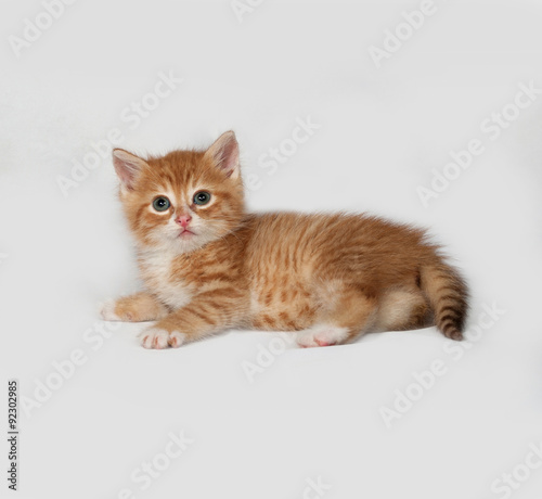 Red fluffy kitten lies on gray