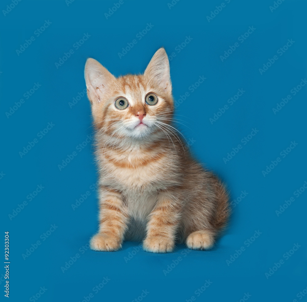 Red and white kitten sitting on blue background