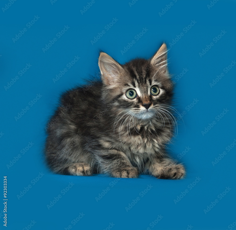 Siberian fluffy tabby kitten sitting on blue