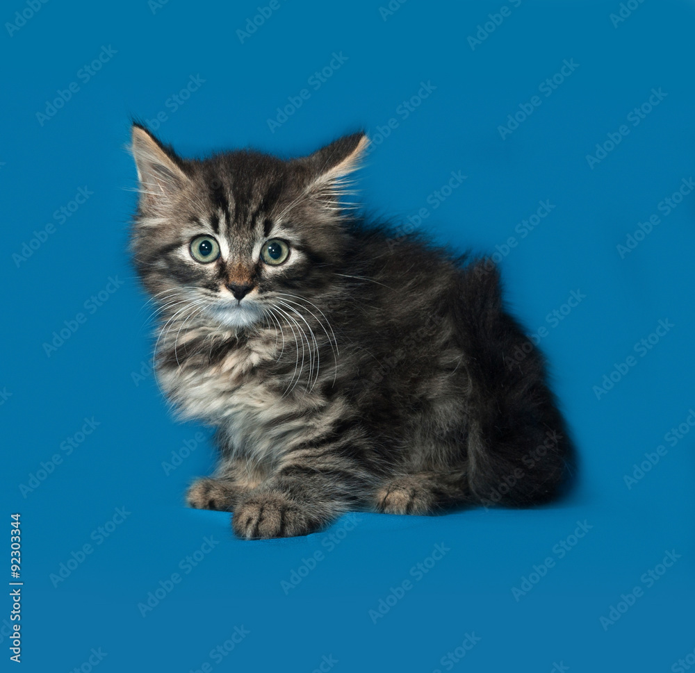 Siberian fluffy tabby kitten sitting on blue