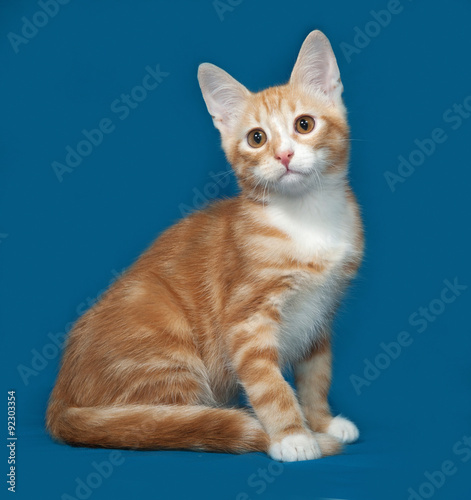 Red and white kitten sitting on blue