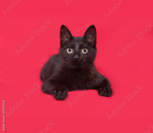 Canvas Print Black cat lies on red