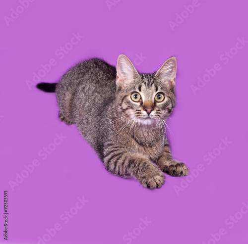 Fototapeta Naklejka Na Ścianę i Meble -  Striped kitten lying on lilac