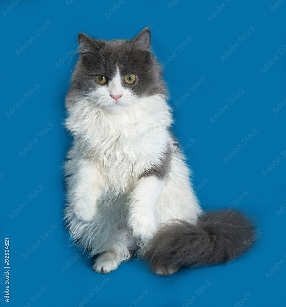 Fluffy gray and white kitten sitting on blue