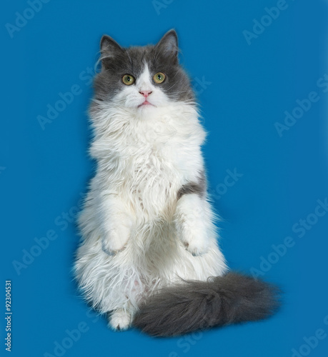 Fluffy gray and white kitten playing on blue