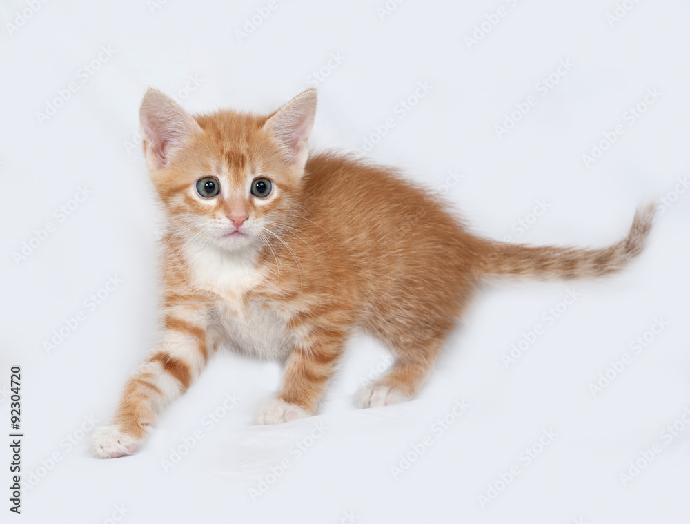 Red and white kitten going on gray