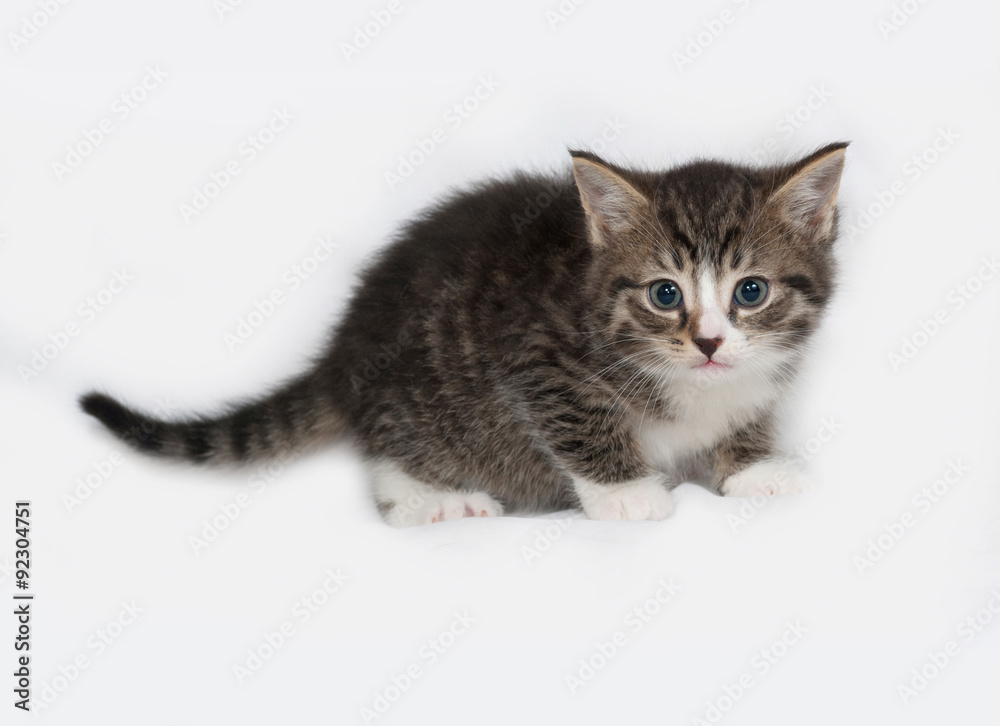 Obraz premium Striped and white kitten going on gray