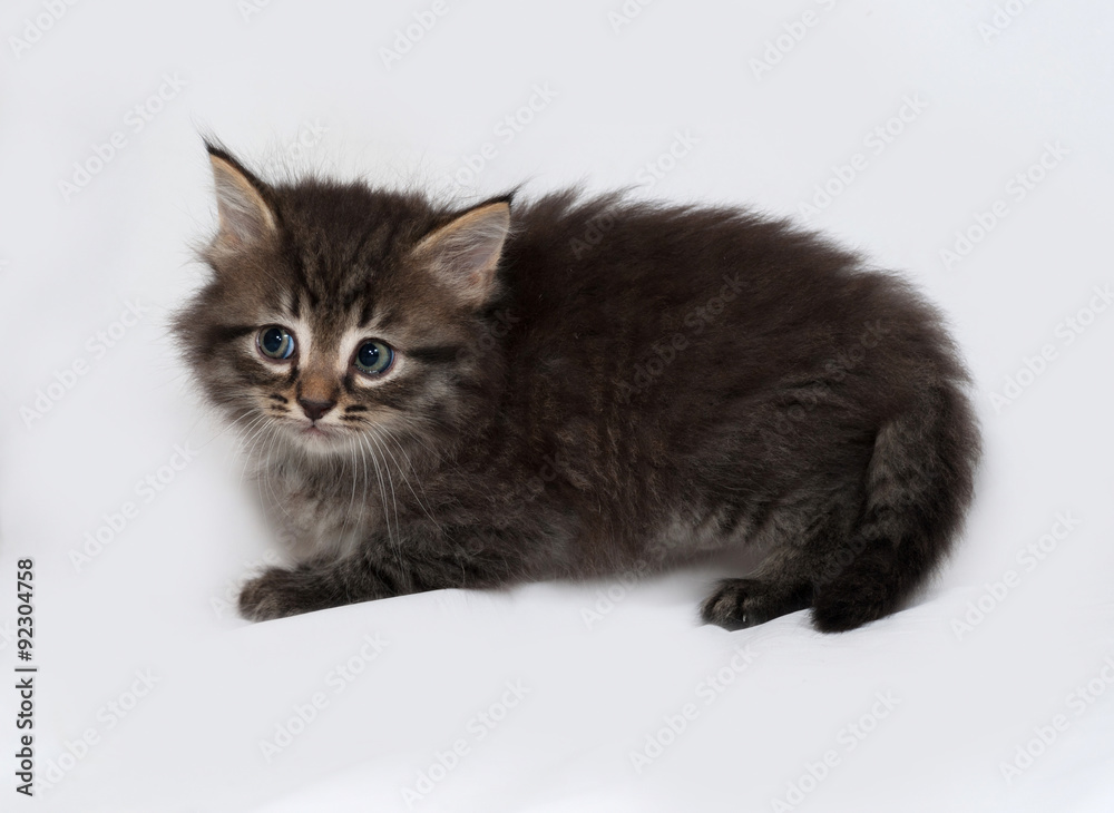 Fluffy Siberian striped kitten lies on gray
