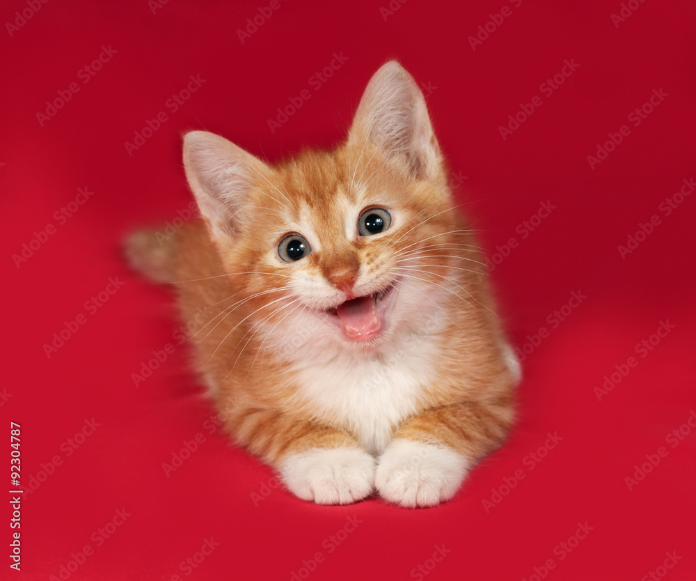 Red and white kitten lies on red