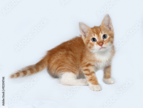 Red and white kitten sitting on gray