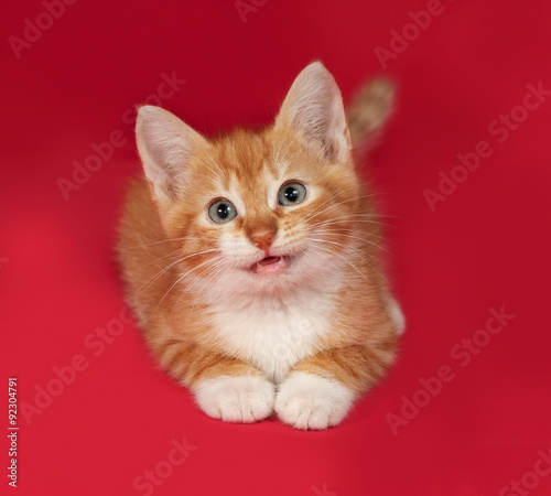 Red and white kitten lies on red