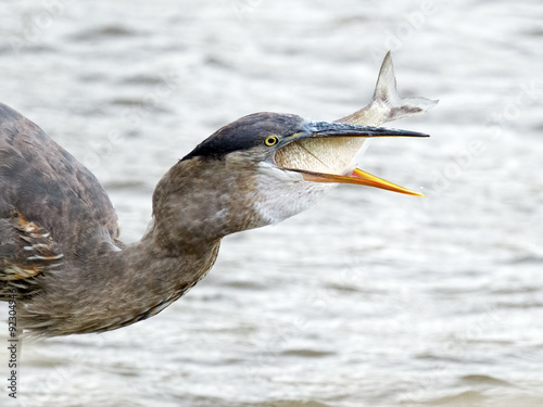 Great Blue Heron eating a Large Fish