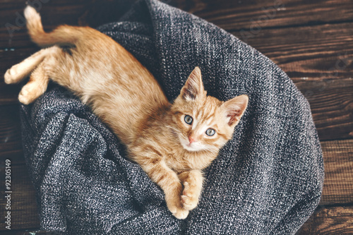 Fototapeta Naklejka Na Ścianę i Meble -  Gigner kitten