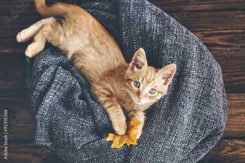 Fototapeta Naklejka Na Ścianę i Meble -  Gigner kitten