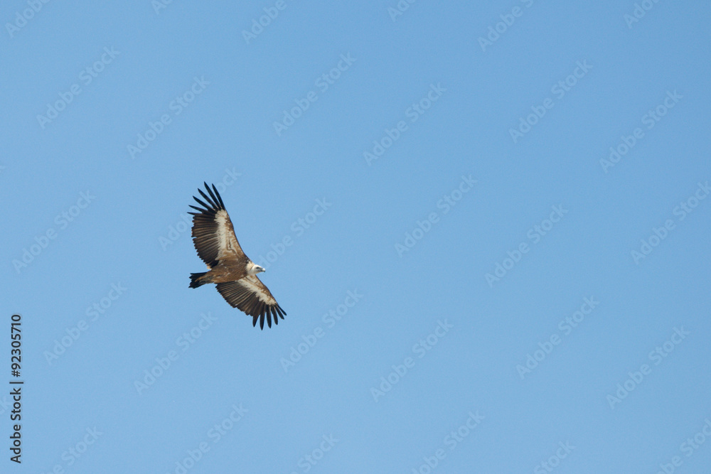 Obraz premium vulture