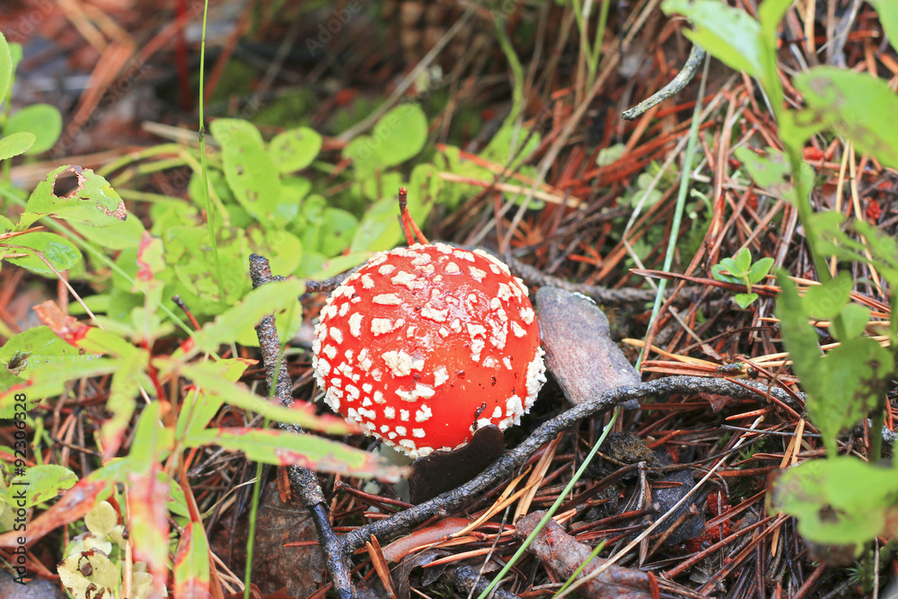 Red toadstool mushroom growing in autumnal forest Red toadstool mushroom growing in autumnal forest