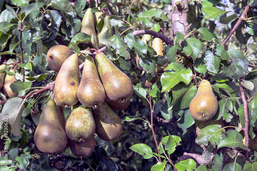 Dutch orchard with maturing pears