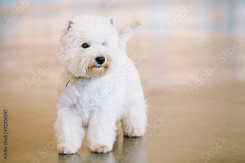 West Highland White Terrier, Westy, Dog