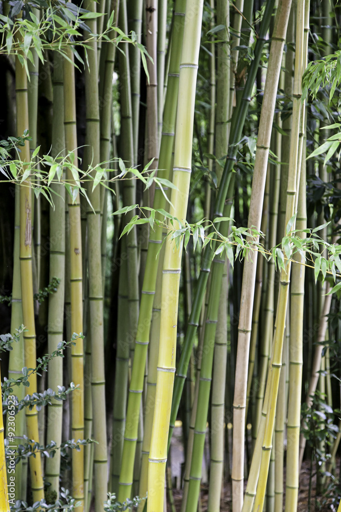 Fototapeta premium Bamboo plants