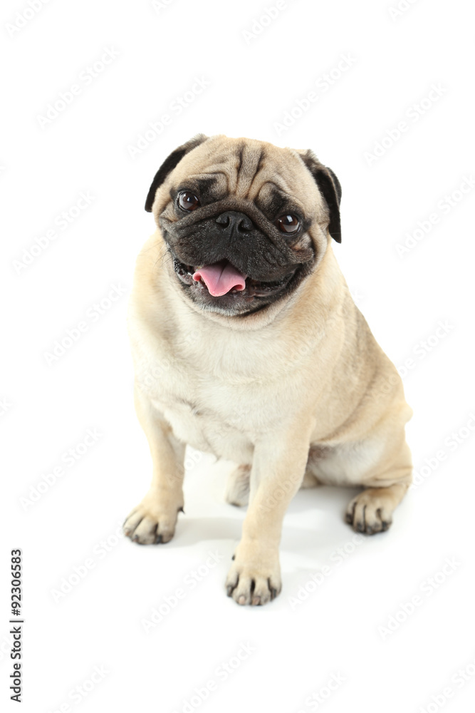 Funny pug dog isolated on a white Funny pug dog isolated on a white