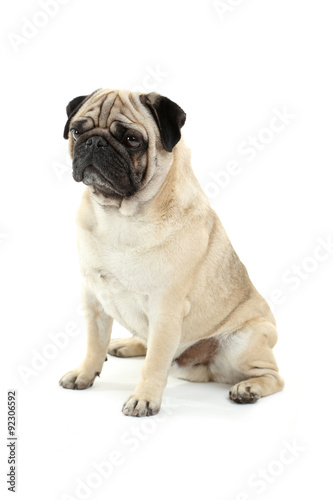 Funny pug dog isolated on a white © 5second