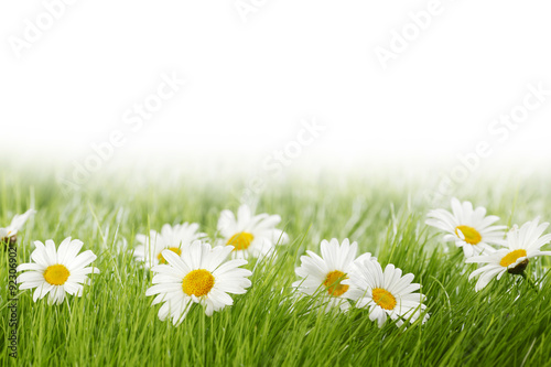 White daisy flowers in green grass