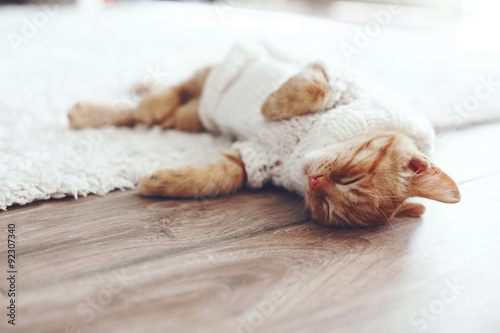 Fototapeta Naklejka Na Ścianę i Meble -  Gigner kitten