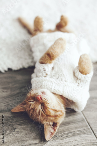 Fototapeta Naklejka Na Ścianę i Meble -  Gigner kitten