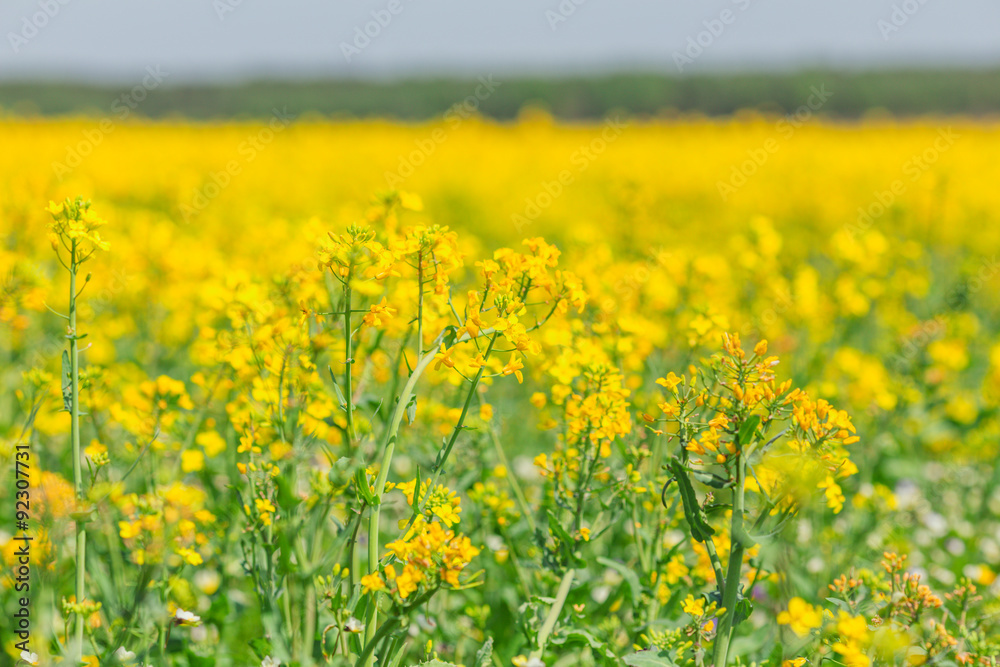 Spring rapeseed field yellow flowers blossom vegetation Spring rapeseed field yellow flowers blossom vegetation