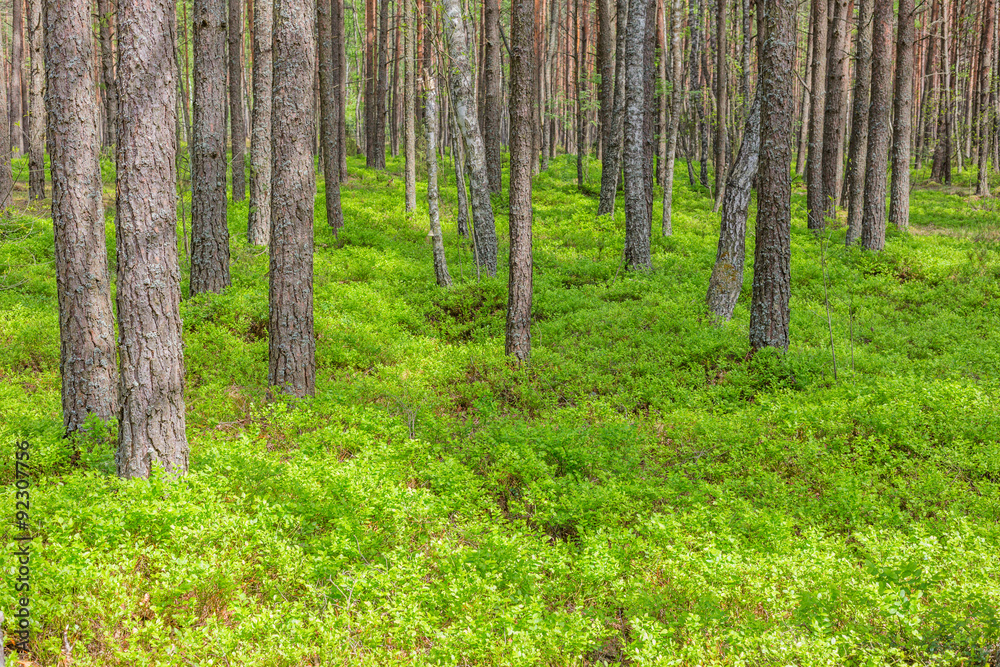 Pine trees in the forest wild nature landscape background Pine trees in the forest wild nature landscape background