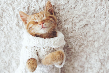 Gigner kitten