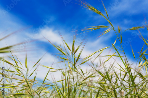 Wheat ears natural spring field background blue sky grass