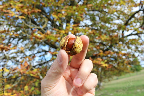 Eine offene Kastanie in der Hand