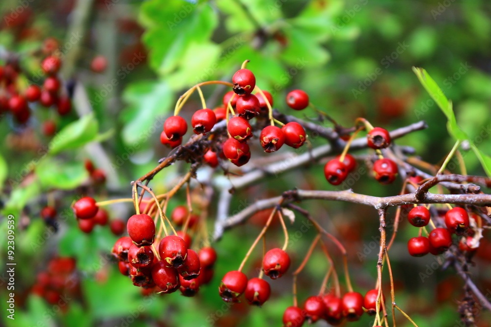 Obraz premium Kirschäpfel