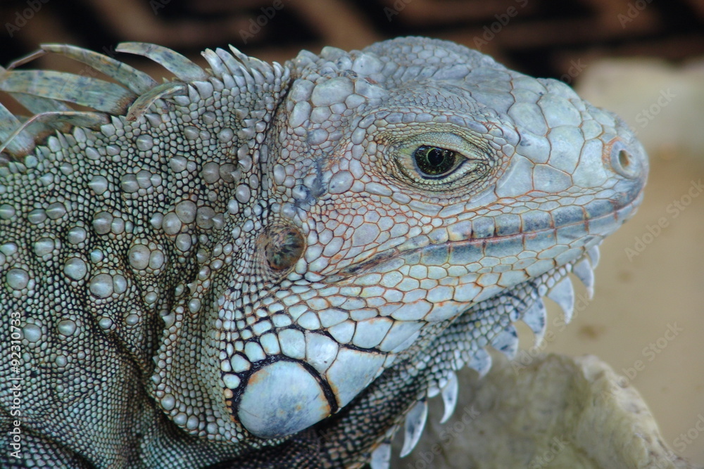 Fototapeta premium Iguana 1