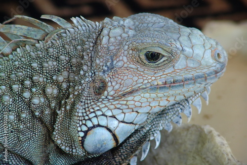 Iguana 1