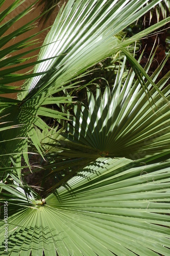 Fototapeta Naklejka Na Ścianę i Meble -  Palm Patterns