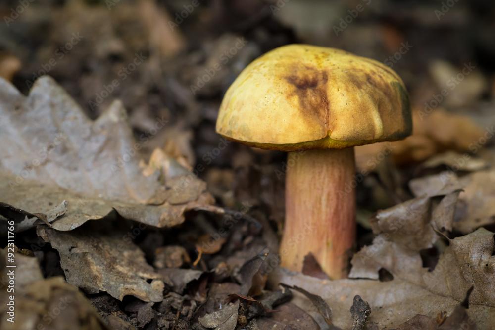 Edible forest mushroom in it's natural habitat, autumn concept Edible forest mushroom in it's natural habitat, autumn concept