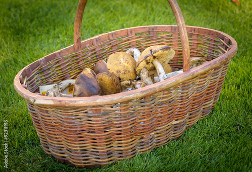 Mix of edible forest mushrooms in a basket, fall, autumn concept