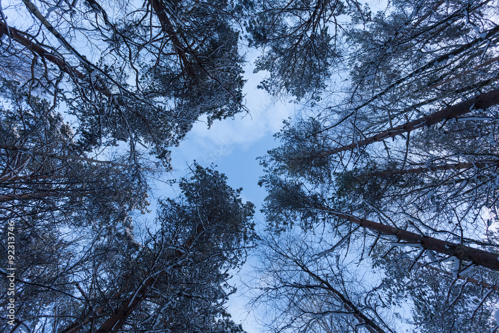 Forest Covered by Snow in Winter Landscape Forest Covered by Snow in Winter Landscape