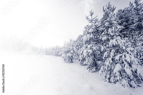 Forest Covered by Snow in Winter Landscape