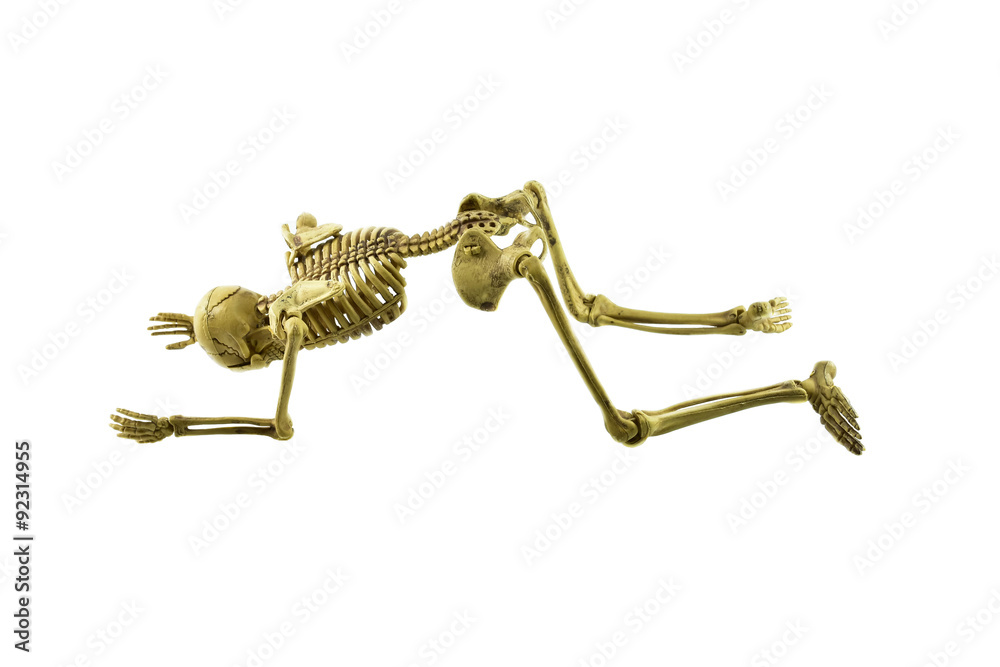 Obraz premium human skeleton isolated on white background