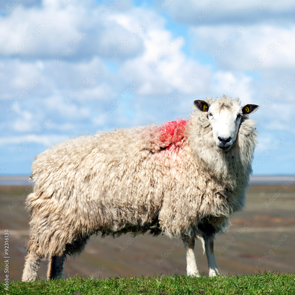 Naklejka premium Schaf, Friesland