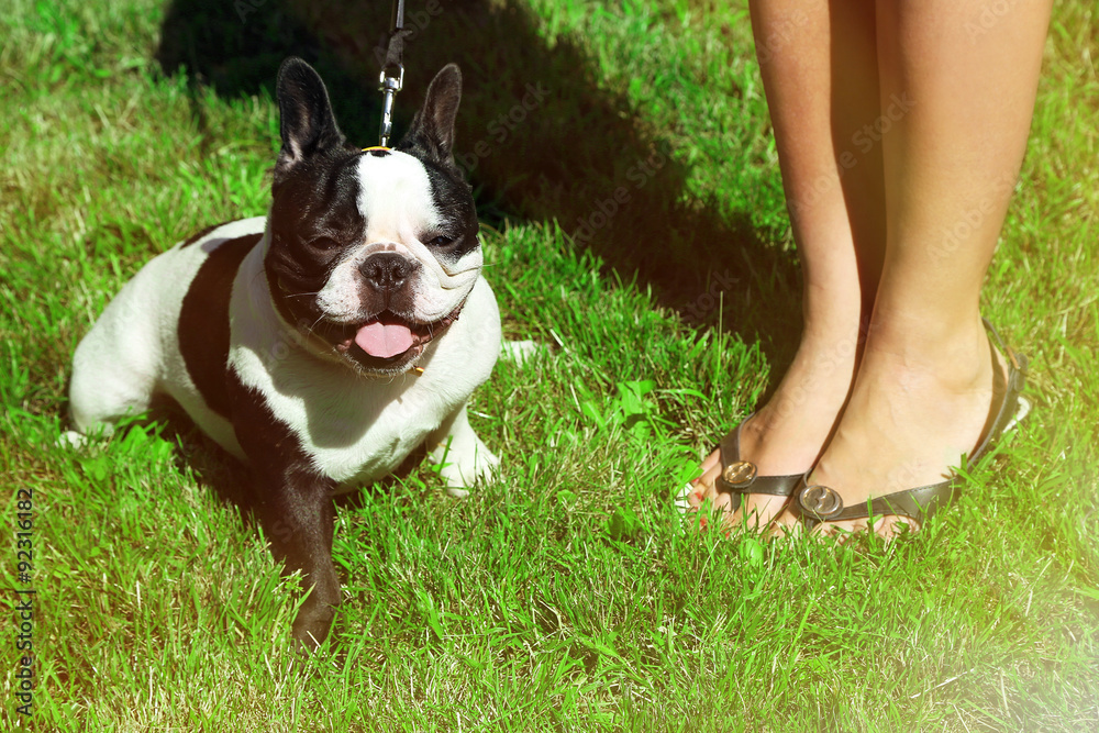 Cute French bulldog dog with owner outdoors