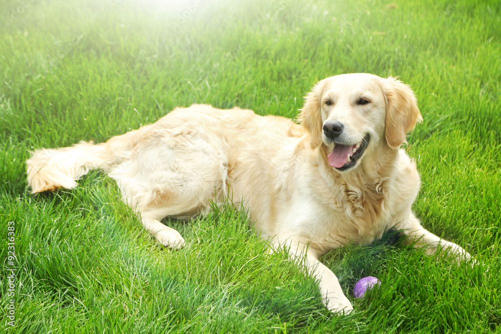 Adorable Golden Retriever lying on green grass, outdoors Adorable Golden Retriever lying on green grass, outdoors