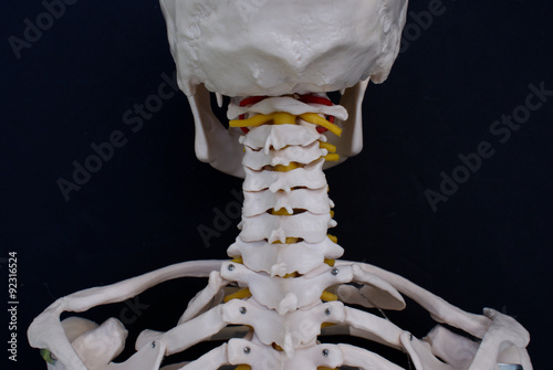 Cervical Vertebrae 