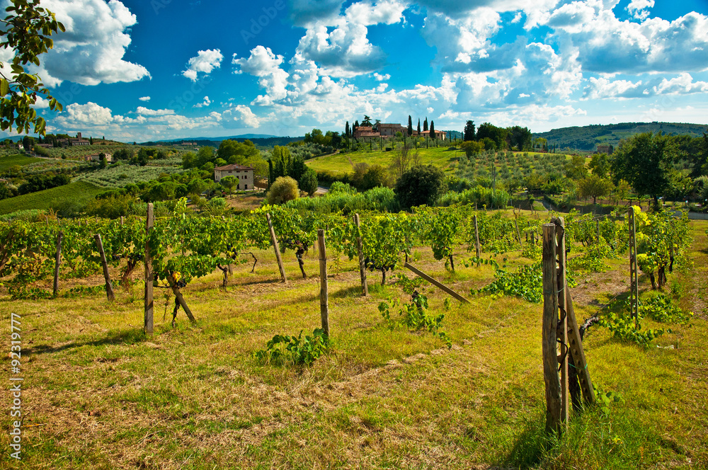 Nice vineyard in Tuscany, Italy
