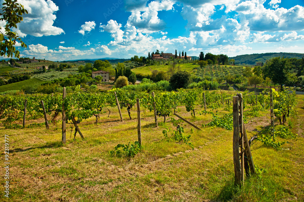 Nice vineyard in Tuscany, Italy
Nice vineyard in Tuscany, Italy