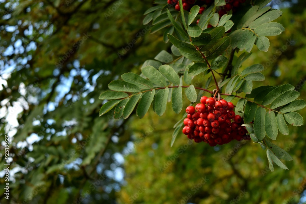Rowan berries growing on tree Rowan berries growing on tree