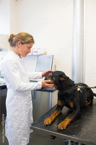 Rothweiler at the veterinarian photo